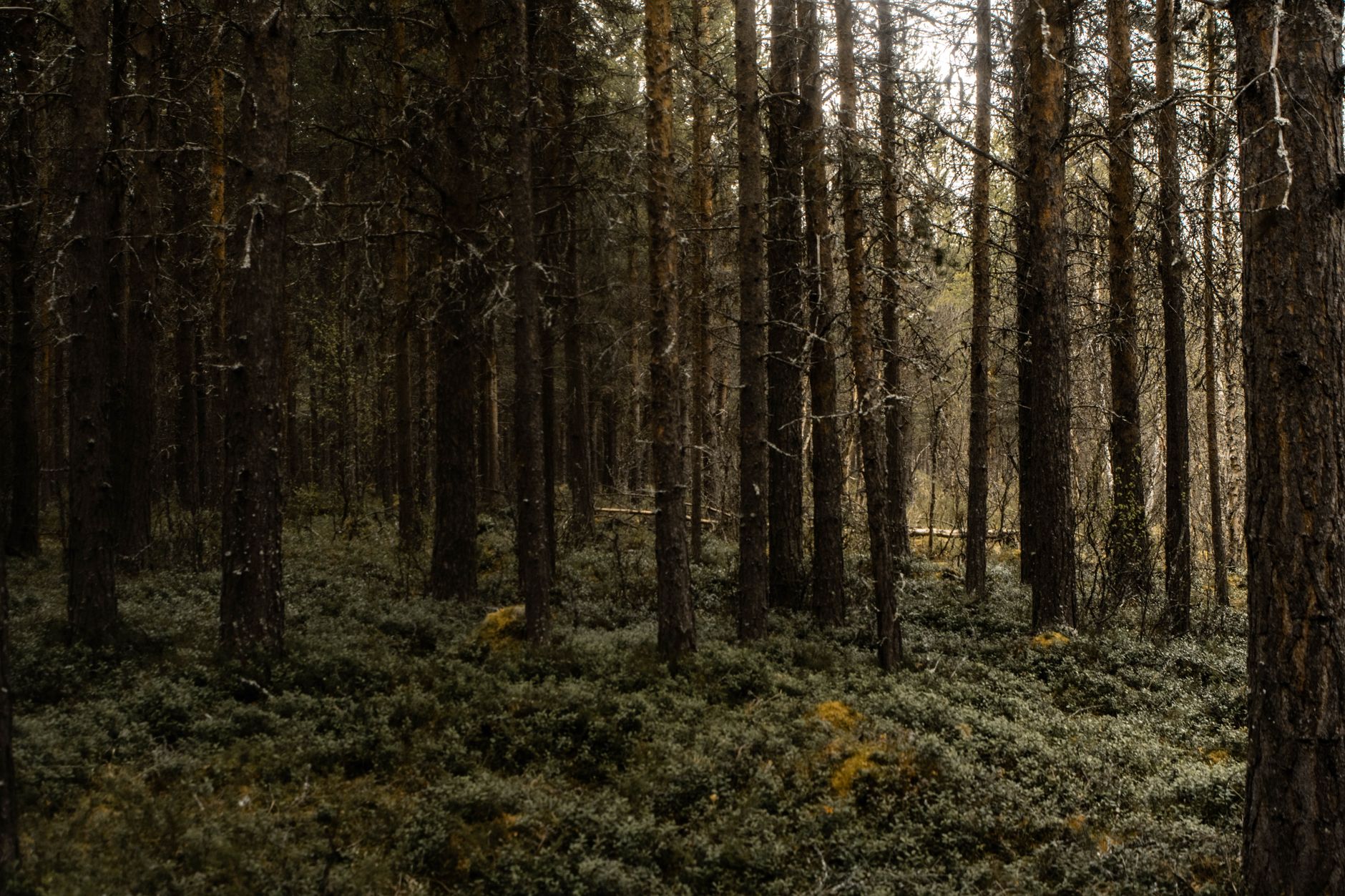 Skandinavisk natur med långt norrländskt ljus